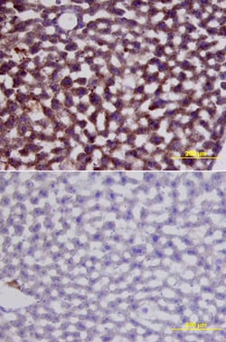Mouse HGF Antibody, R D Systems 100&mu;g; Unlabeled:Antibodies, Polyclonal