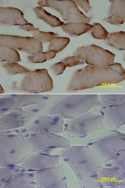 Mouse HGF Antibody, R D Systems 100&mu;g; Unlabeled:Antibodies, Polyclonal