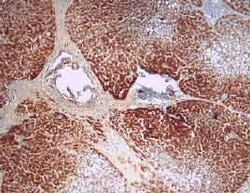 Human HGF Antibody, R D Systems 100&mu;g; Unlabeled:Antibodies, Polyclonal