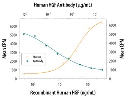 Human HGF Antibody, R D Systems 100&mu;g; Unlabeled:Antibodies, Monoclonal
