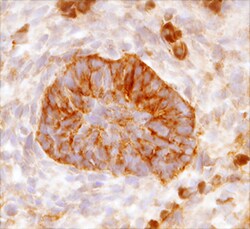 Human/Mouse Phospho-HGFR/c-MET (Y1234/Y1235) Antibody, R D Systems 50 &mu;g | Buy Online | R&D Systems | Fisher Scientific