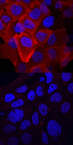 Human Phospho-HGFR/c-MET (Y1003) Antibody, R D Systems 100 &mu;g | Buy Online | R&D Systems | Fisher Scientific