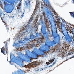 Mouse HGFR/c-MET Antibody, R D Systems 25 &mu;g | Buy Online | R&D Systems | Fisher Scientific