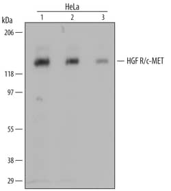 Human HGFR/c-MET Antibody, R D Systems 100ug; Unlabeled:Antibodies, Monoclonal