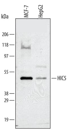 Human HIC5/TGFB1I1 Antibody, R D Systems 25&mu;g; Unlabeled:Antibodies,