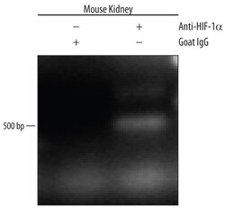 Human/Mouse/Rat HIF-1 alpha/HIF1A Antibody, R D Systems 100&mu;g; Unlabeled:Antibodies,