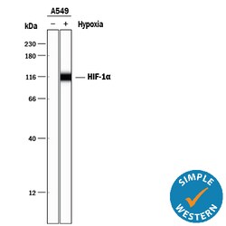 Human/Mouse/Rat HIF-1 alpha/HIF1A Antibody, R D Systems 100&mu;g; Unlabeled:Antibodies,