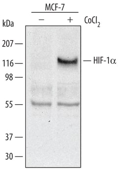 Human/Mouse/Rat HIF-1 alpha/HIF1A Antibody, R D Systems 100&mu;g; Unlabeled:Antibodies,