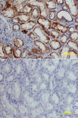 Human/Mouse HIF-1 alpha/HIF1A Antibody, R D Systems 25&mu;g; Unlabeled:Antibodies,
