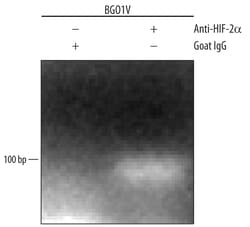 Human/Rat HIF-2 alpha/EPAS1 Antibody, R D Systems 100&mu;g; Unlabeled:Antibodies,