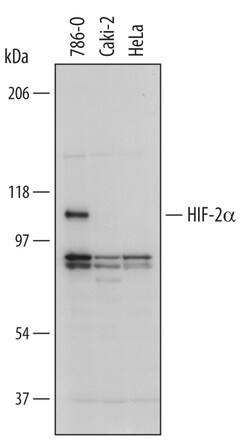 Human HIF-2 alpha/EPAS1 Antibody, R D Systems 100ug; Unlabeled:Antibodies,