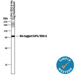 His Tag Antibody, R D Systems 100 &mu;g | Buy Online | R&D Systems | Fisher Scientific