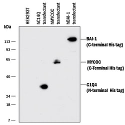 His Tag Antibody, R D Systems 100 &mu;g | Buy Online | R&D Systems | Fisher Scientific