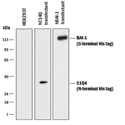 His Tag Horseradish Peroxidase-conjugated Antibody, R D Systems 275uL;