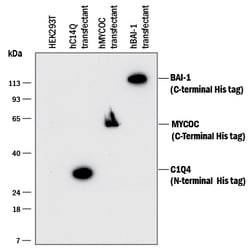 His Tag Antibody, R D Systems:Antibodies:Primary Antibodies