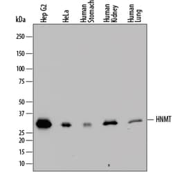 Human Histamine N-Methyltransferase/HNMT Antibody, R D Systems 25&mu;g;