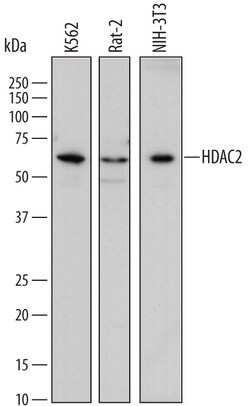 Human/Mouse/Rat Histone Deacetylase 2/HDAC2 Antibody, R D Systems 100&mu;g;