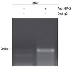 Human/Mouse Histone Deacetylase 8/HDAC8 Antibody, R D Systems 100&mu;g;