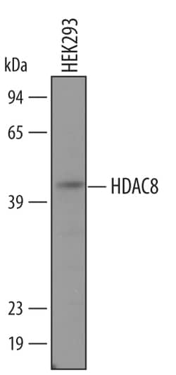 Human/Mouse Histone Deacetylase 8/HDAC8 Antibody, R D Systems 100&mu;g;