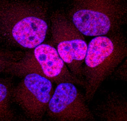 Human Phospho-Histone H2AX (S139) Antibody, R D Systems 25&mu;g; Unlabeled:Antibodies,