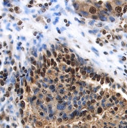 Human Phospho-Histone H2AX (S139) Antibody, R D Systems 25&mu;g; Unlabeled:Antibodies,
