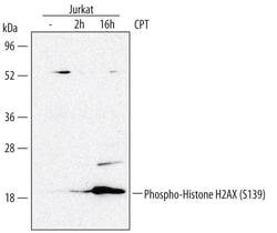Human Phospho-Histone H2AX (S139) Antibody, R D Systems 25&mu;g; Unlabeled:Antibodies,