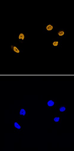 Human/Mouse/Rat Histone H2AY Antibody, R D Systems 25&mu;g; Unlabeled:Antibodies,
