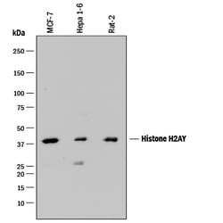 Human/Mouse/Rat Histone H2AY Antibody, R D Systems 25&mu;g; Unlabeled:Antibodies,