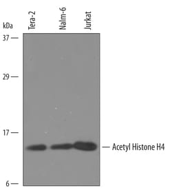 Human/Mouse Acetyl Histone H4 Antibody, R D Systems 25&mu;g; Unlabeled:Antibodies,
