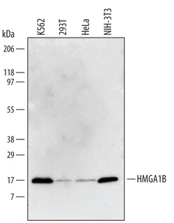 Human/Mouse HMGA1B Antibody, R D Systems 100&mu;g; Unlabeled:Antibodies,