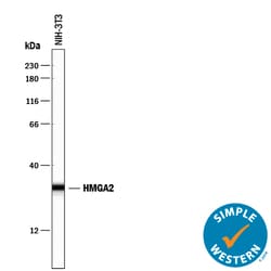 Human/Mouse HMGA2 Antibody, R D Systems 25&mu;g; Unlabeled:Antibodies,