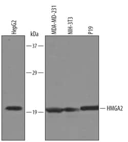 Human/Mouse HMGA2 Antibody, R D Systems 25&mu;g; Unlabeled:Antibodies,