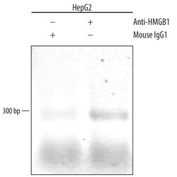 Human HMGB1/HMG-1 Antibody, R D Systems 100&mu;g; Unlabeled:Antibodies,