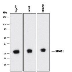Human HMGB1/HMG-1 Antibody, R D Systems 100&mu;g; Unlabeled:Antibodies,