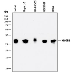 Human/Mouse/Rat HMGB1/HMG-1 Antibody, R D Systems:Antibodies:Primary Antibodies