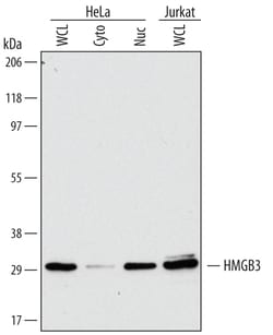 Human/Mouse HMGB3 Antibody, R D Systems 100ug; Unlabeled:Antibodies, Monoclonal