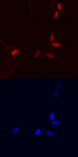 Human/Mouse HMGB3 Antibody, R D Systems 25&mu;g; Unlabeled:Antibodies,