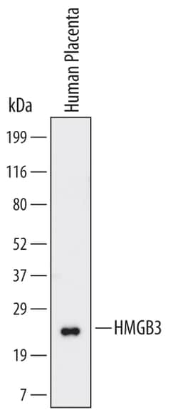 Human/Mouse HMGB3 Antibody, R D Systems 25&mu;g; Unlabeled:Antibodies,