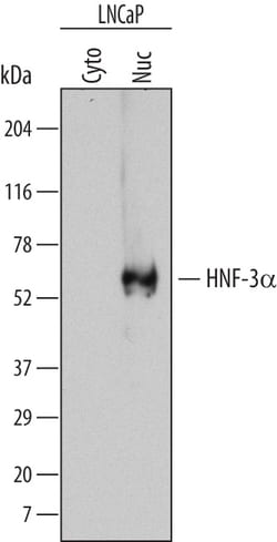 Human HNF-3 alpha/FoxA1 Antibody, R D Systems 100ug; Unlabeled:Antibodies,