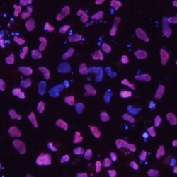 Human HNF-3 beta/FoxA2 Antibody, R D Systems 100&mu;g; Unlabeled:Antibodies,