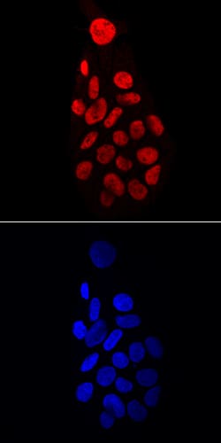 Human HNF-4 alpha/NR2A1 Antibody, R D Systems 100ug; Unlabeled:Antibodies,