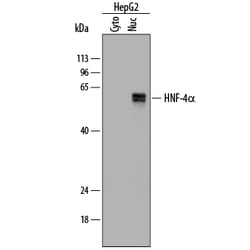 Human HNF-4 alpha/NR2A1 Antibody, R D Systems 100ug; Unlabeled:Antibodies,