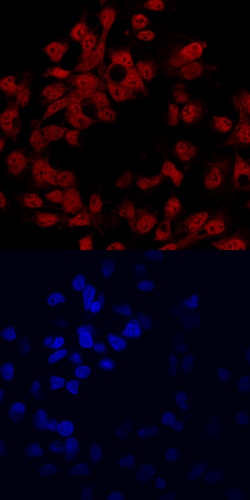 Human HNF-6/ONECUT1 Antibody, R D Systems 25 &mu;g | Buy Online | R&D Systems | Fisher Scientific