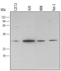 Mouse/Rat HO-1/HMOX1/HSP32 Antibody, R D Systems 25&mu;g; Unlabeled:Antibodies,