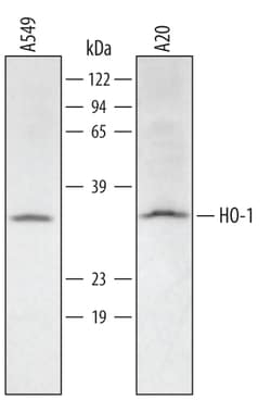 Human/Mouse HO-1/HMOX1/HSP32 Antibody, R D Systems 100ug; Unlabeled:Antibodies,