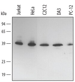 Human/Mouse/Rat HO-2/HMOX2 Antibody, R D Systems 100 &mu;g | Buy Online | R&D Systems | Fisher Scientific