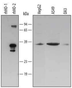 Human/Mouse HO-2/HMOX2 Antibody, R D Systems 100ug; Unlabeled:Antibodies,