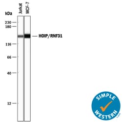 Human HOIP/RNF31 Antibody, R D Systems 100ug; Unlabeled:Antibodies, Monoclonal