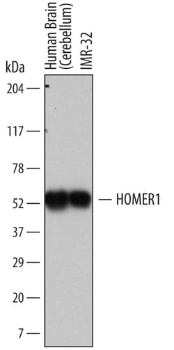 Human/Mouse/Rat HOMER1 Antibody, R D Systems 25&mu;g; Unlabeled:Antibodies,