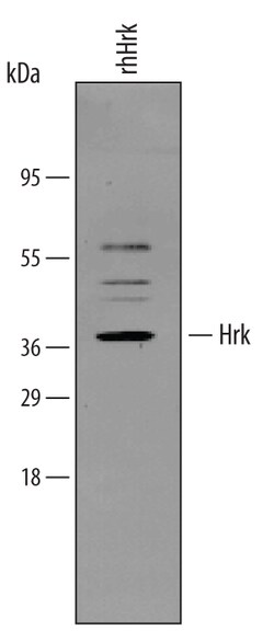 Hrk Rabbit anti-Human, Polyclonal, R D Systems 25&mu;g; Unlabeled:Antibodies,